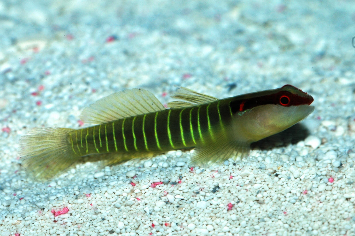 Elacatinus multifasciatum